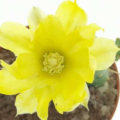 Opuntia rhodantha var. pisciformis - Giromagi