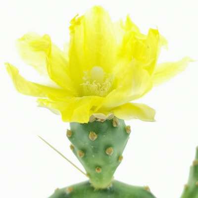 Opuntia rhodantha var. pisciformis - Giromagi