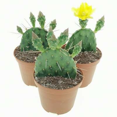 Opuntia rhodantha var. pisciformis - Giromagi