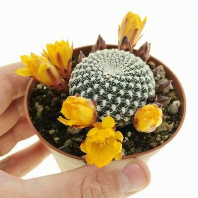 Sulcorebutia arenacea