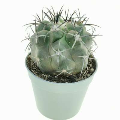 Copiapoa echinoides hybrid 6,5 cm. | Cactaceae - Giromagi