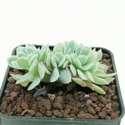 Echeveria 'Lemon Rose' f. variegata crestata - Giromagi
