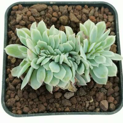 Echeveria 'Lemon Rose' f. variegata crestata - Giromagi