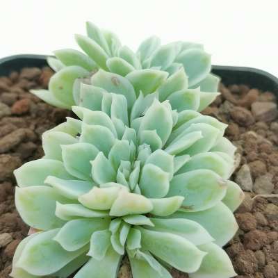 Echeveria 'Lemon Rose' f. variegata crestata - Giromagi