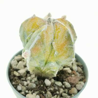 Astrophytum myriostigma cv. fukuryu Haku-Jo f. variegata - Giromagi