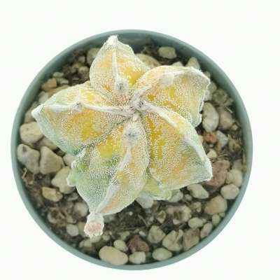 Astrophytum myriostigma cv. fukuryu Haku-Jo f. variegata - Giromagi