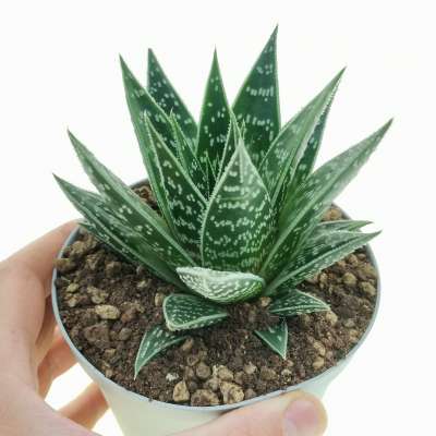 Aloe tiki thai
