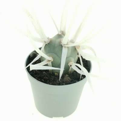 Tephrocactus articulatus var. papyracanthus - Giromagi