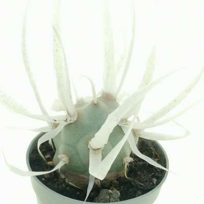 Tephrocactus articulatus var. papyracanthus - Giromagi