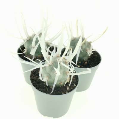 Tephrocactus articulatus var. papyracanthus - Giromagi