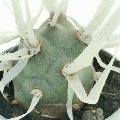 Tephrocactus articulatus var. papyracanthus - Giromagi