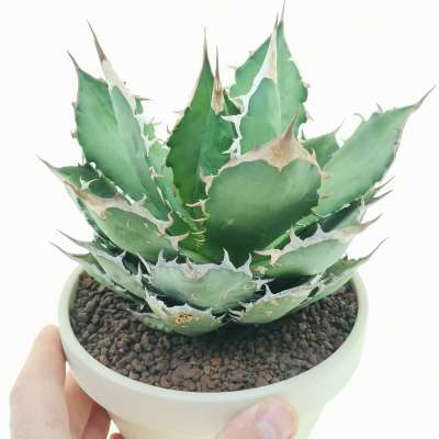 Agave titanota | Giromagi cactus and succulents for sale | Buy 