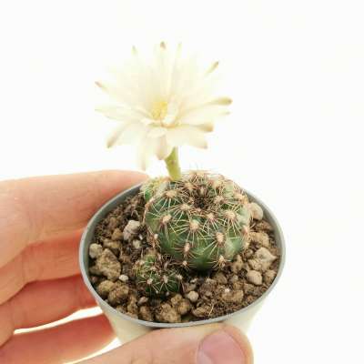 Gymnocalycium mesopotamicum