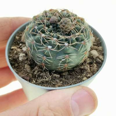 Gymnocalycium amerhauseri var. rosae