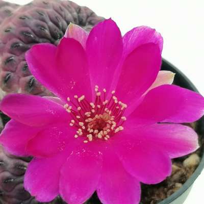 Sulcorebutia rauschii f. violacidermis - Giromagi