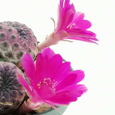 Sulcorebutia rauschii f. violacidermis - Giromagi