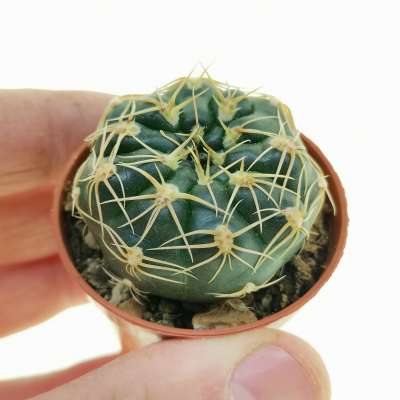 Gymnocalycium uruguayense