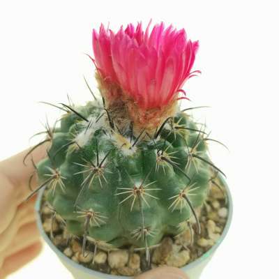 Parodia suprema