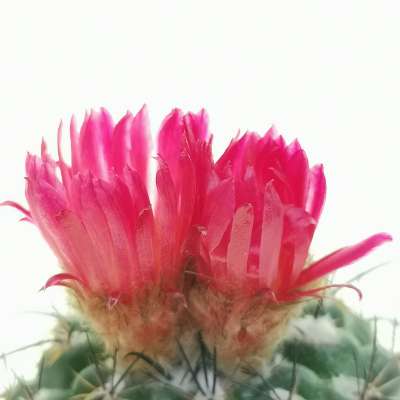 Parodia suprema - Giromagi