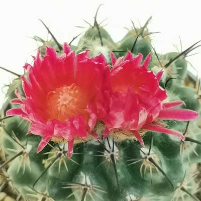 Parodia suprema - Giromagi