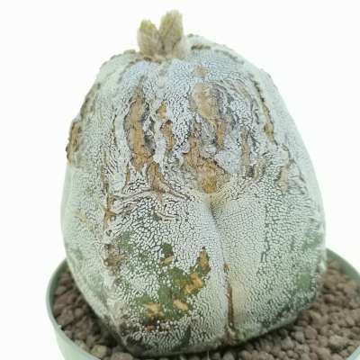 Astrophytum myriostigma cv. Onzuka Blind form - Giromagi
