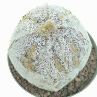 Astrophytum myriostigma cv. Onzuka Blind form - Giromagi