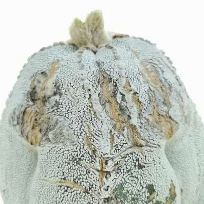 Astrophytum myriostigma cv. Onzuka Blind form - Giromagi