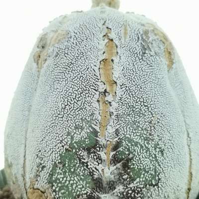 Astrophytum myriostigma cv. Onzuka Blind form - Giromagi
