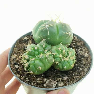 Gymnocalycium horstii f. crestata