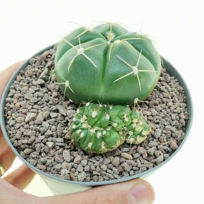 Gymnocalycium horstii f. crestata