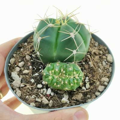 Gymnocalycium horstii f. crestata