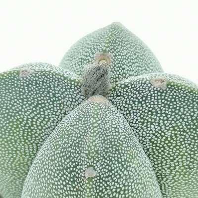 Astrophytum myriostigma var. quadricostatum - Giromagi