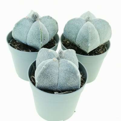 Astrophytum myriostigma var. quadricostatum - Giromagi