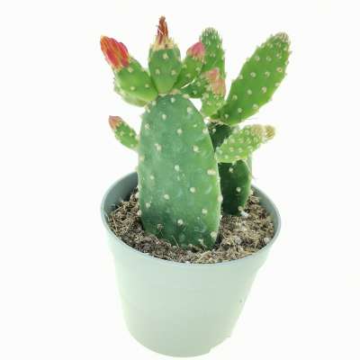 Opuntia quitensis - Giromagi