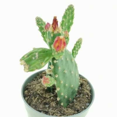 Opuntia quitensis - Giromagi