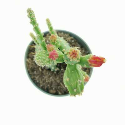 Opuntia quitensis - Giromagi