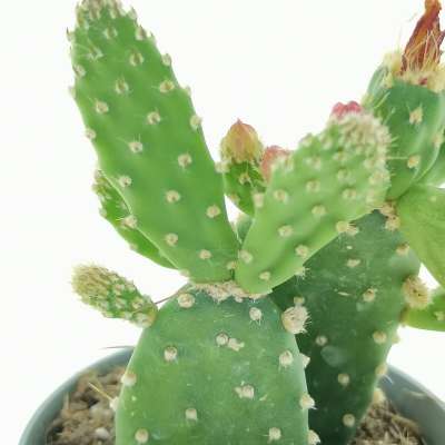 Opuntia quitensis - Giromagi