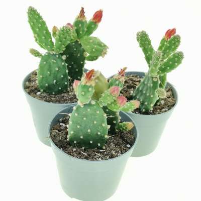 Opuntia quitensis - Giromagi