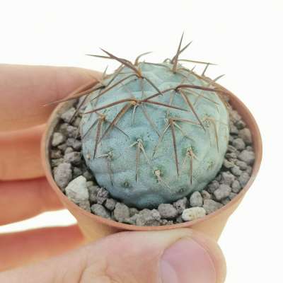 Tephrocactus geometricus (Brown Thorn) 6,5 cm. | Cactaceae - Giromagi ...