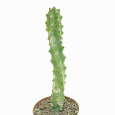Euphorbia neriifolia f. variegata - Giromagi