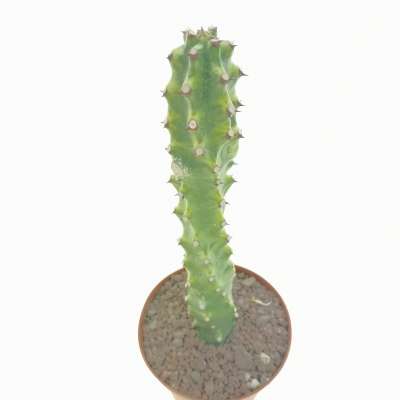 Euphorbia neriifolia f. variegata - Giromagi