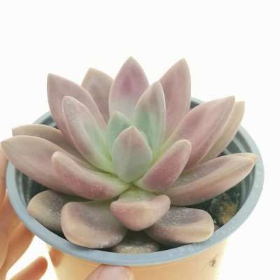Pachyveria 'Rosy'