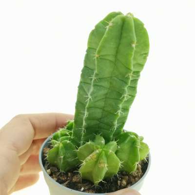 Echinocereus viereckii subs. morricalii