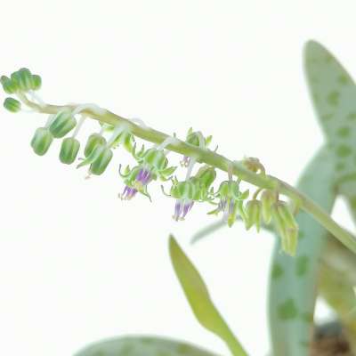 Scilla socialis - Giromagi