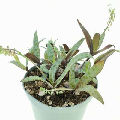 Scilla socialis - Giromagi