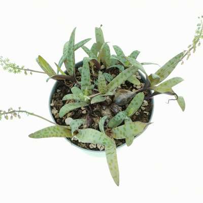 Scilla socialis - Giromagi