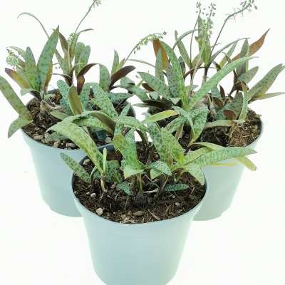 Scilla socialis - Giromagi