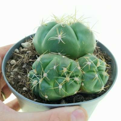 Gymnocalycium horstii f. crestata