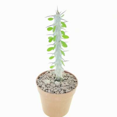 Alluaudia procera - Giromagi