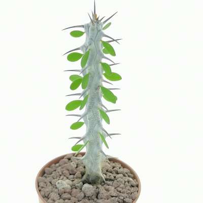 Alluaudia procera - Giromagi